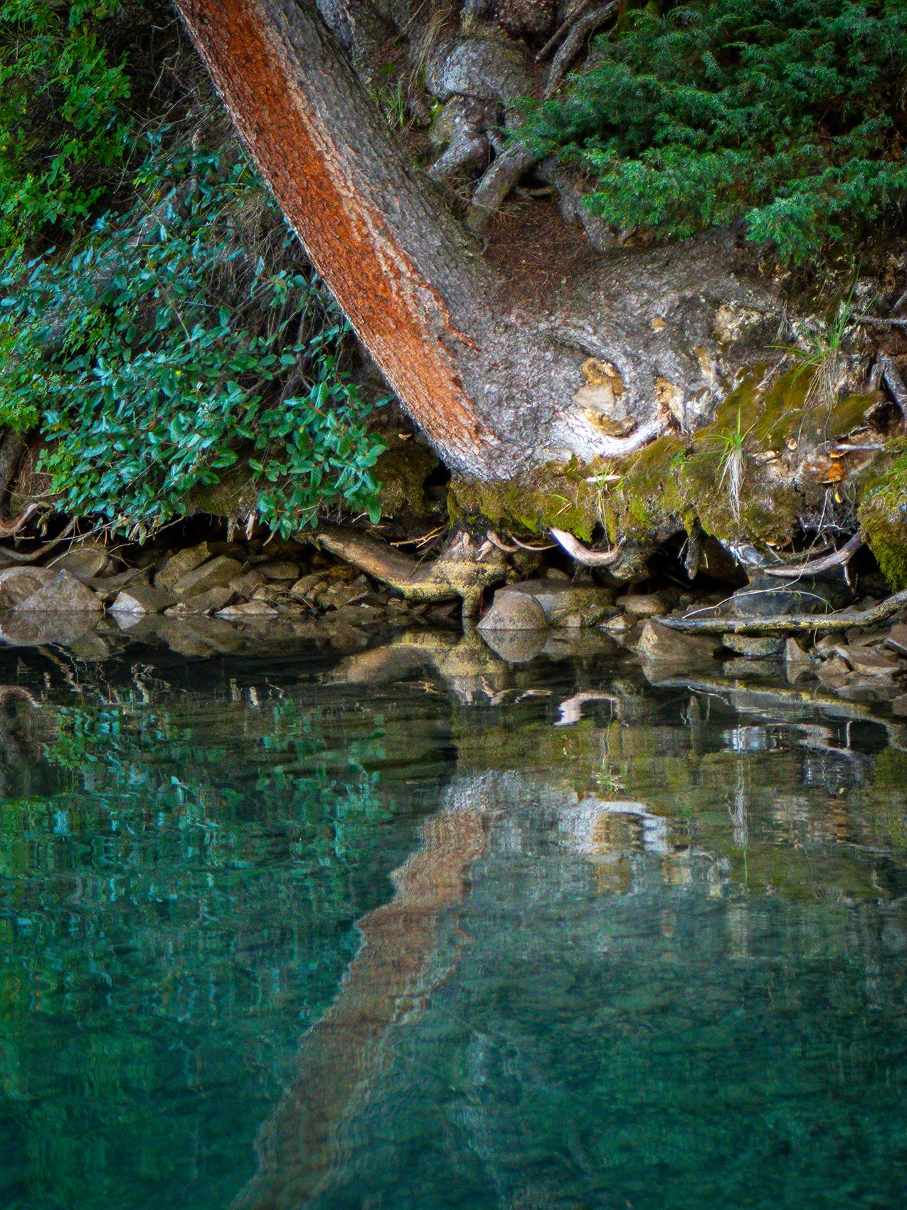 Alien Life Form, Two Jack Lake, Banff National Park, Alberta, 2024-09-25