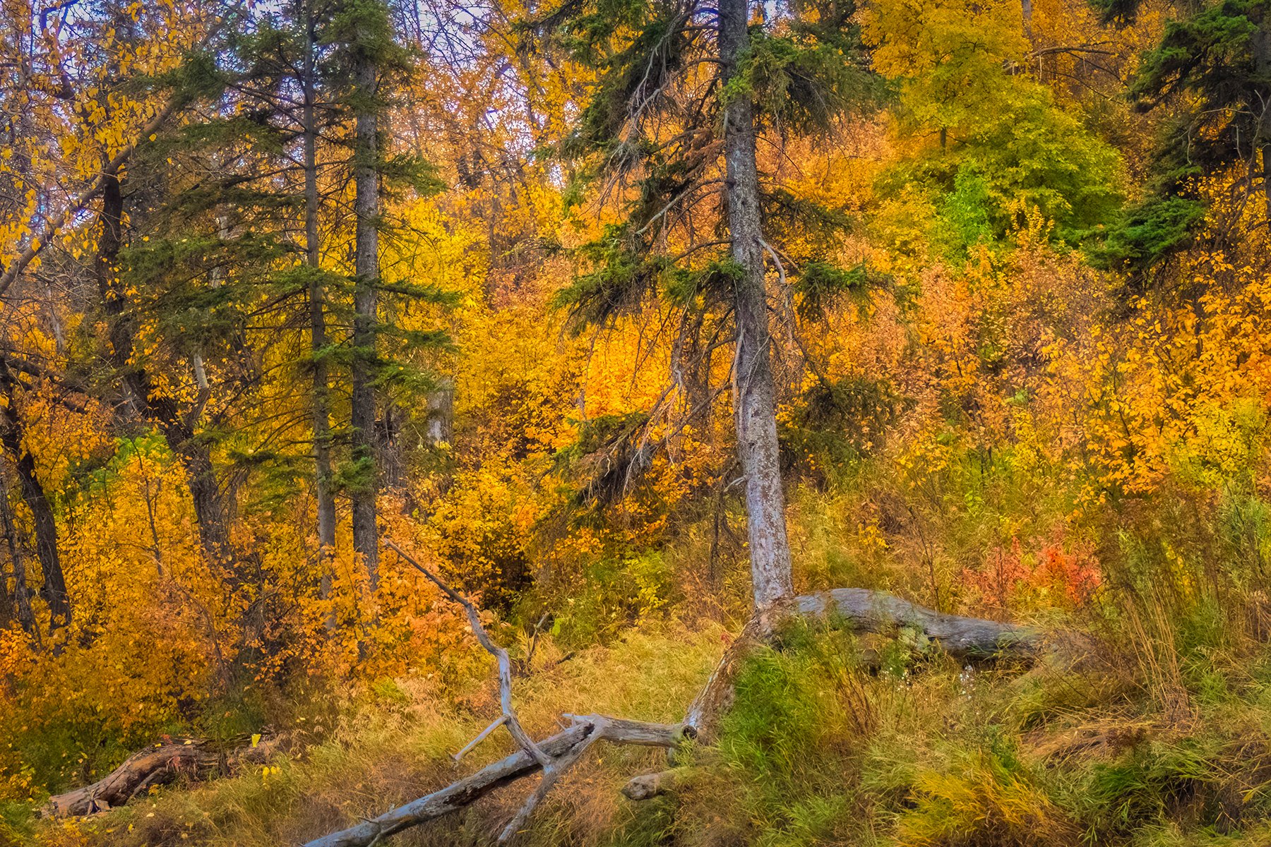 Fall vignette, Ogden to Fish Creek Park, Bow River Float, Calgary, AB, 2024-10-14
