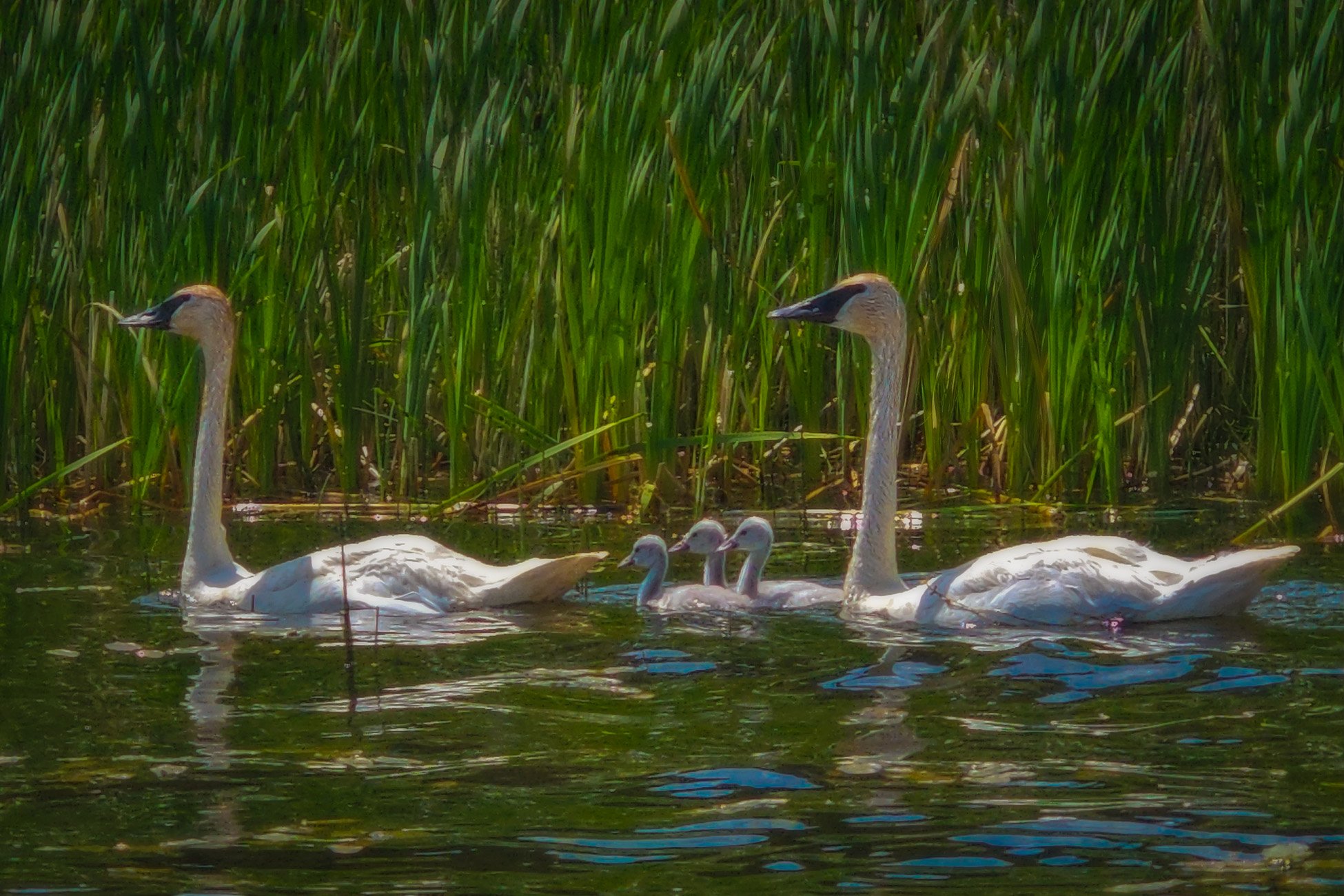 Pair plus three of a kind, Beauvais Lake, Beauvais Lake Provincial Park, AB, 2025-07-18