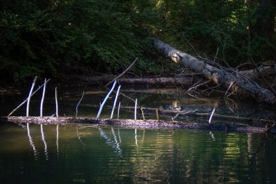 Boned again, Bowness Park, Calgary, AB, 2024-09-01