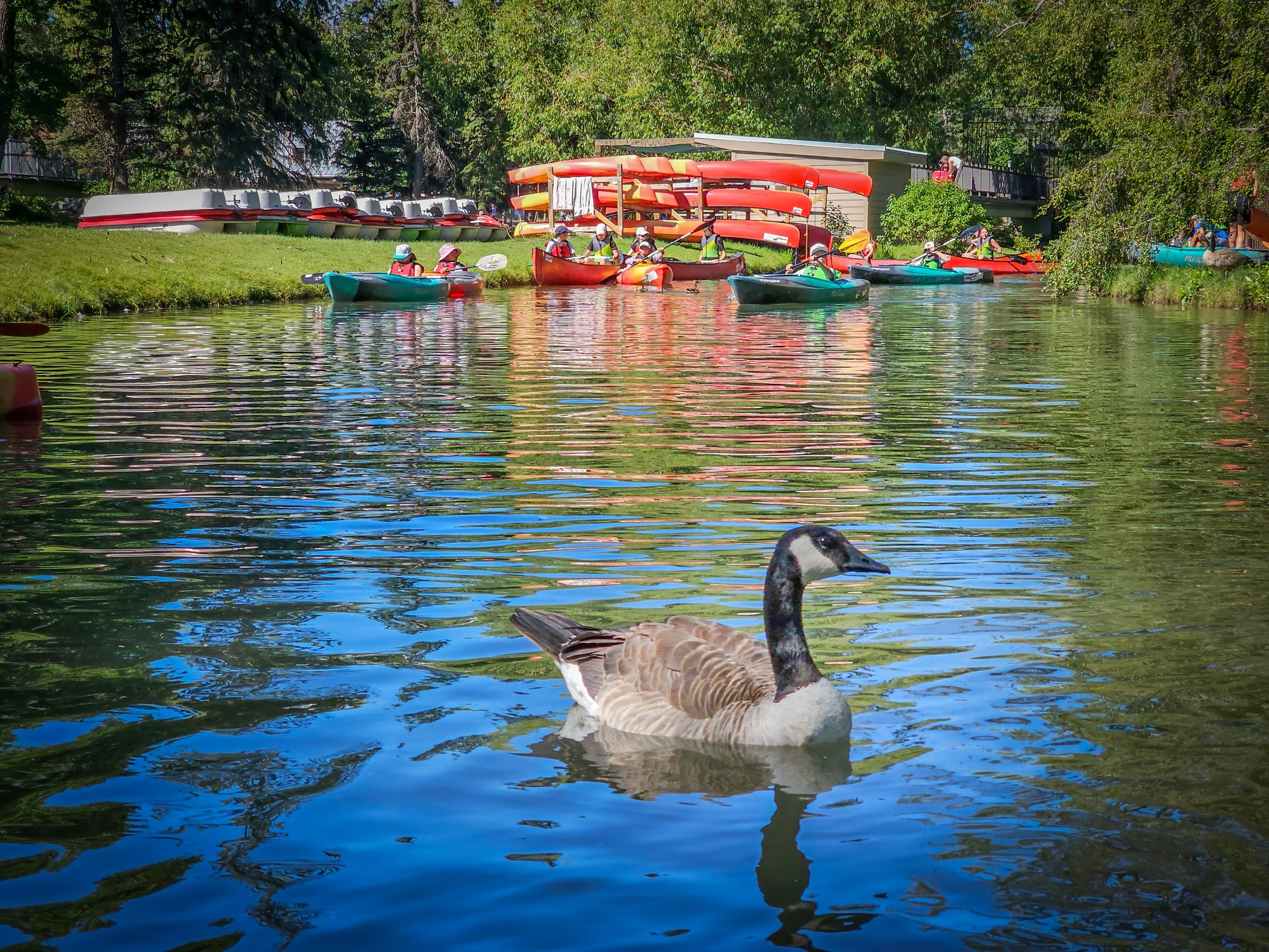 Goose in lagoon.