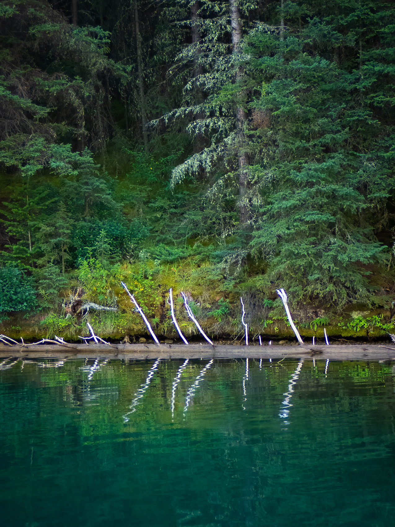 Skeleteon-esque trees at Two Jack Lake.
