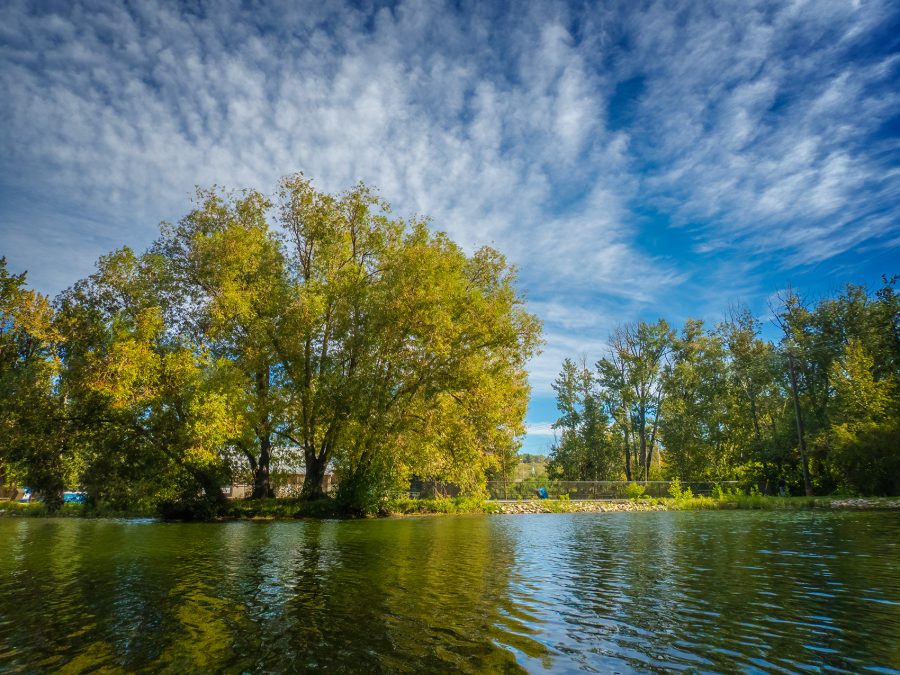 Green and gold trees at Bowness Park in Calgary, AB.
